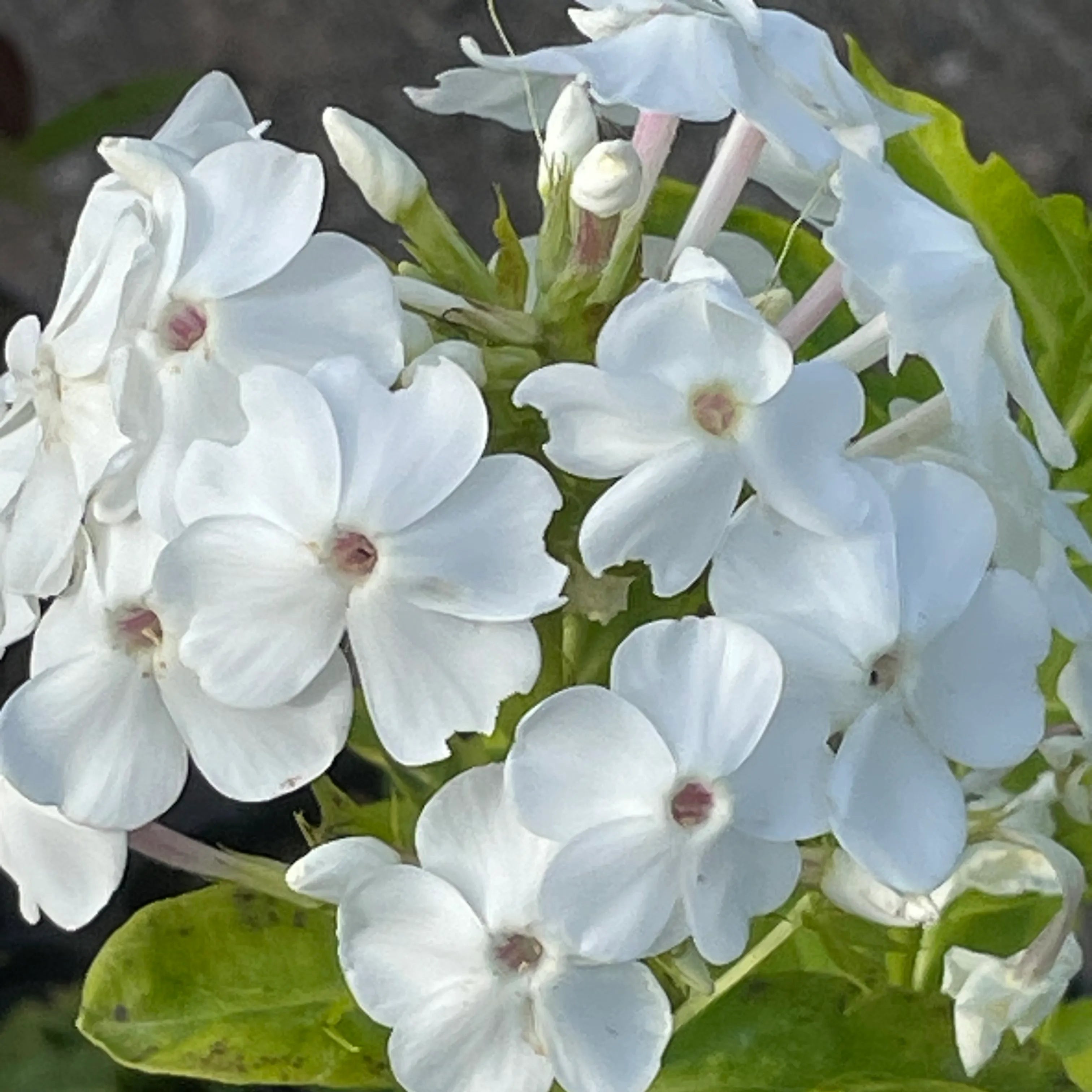 David Phlox